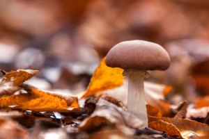 autum mushroom