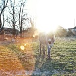 Donkey with large lens flare