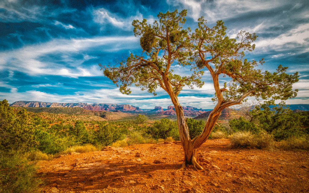 Mesa Tree