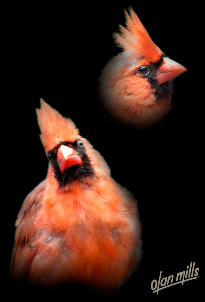 male-northern-cardinal-28