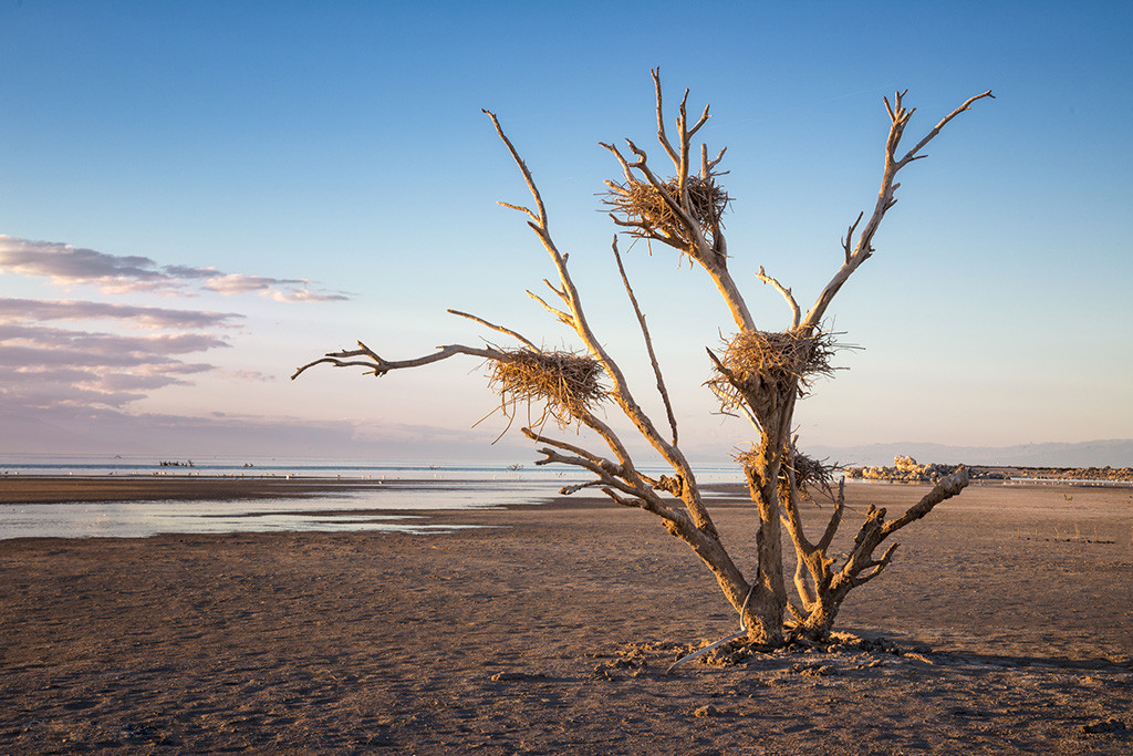 nests