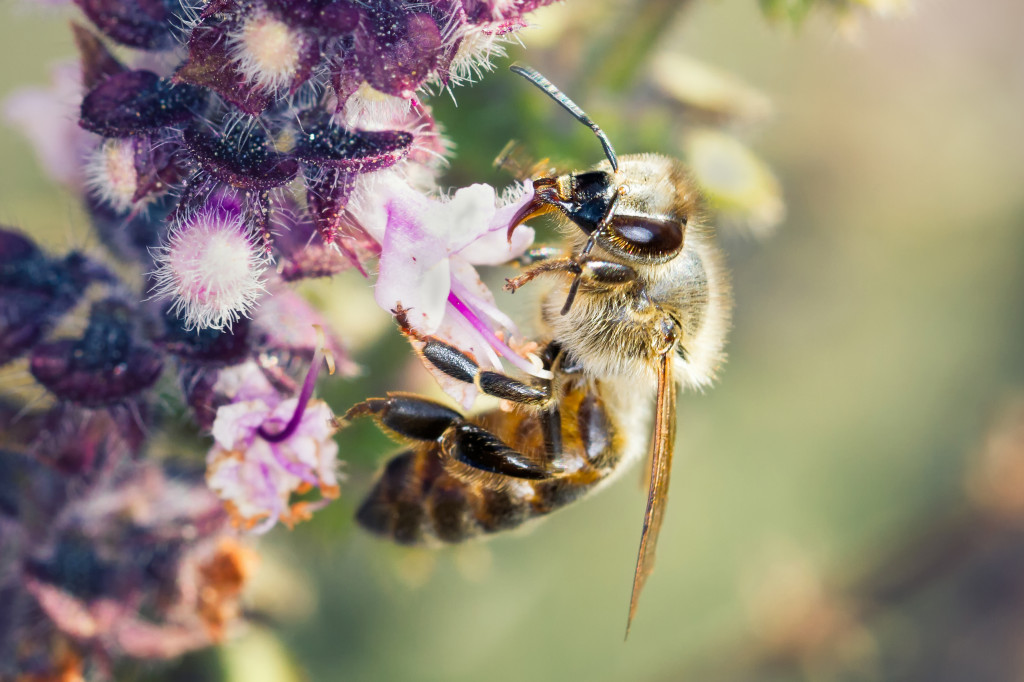 bee with ringlight