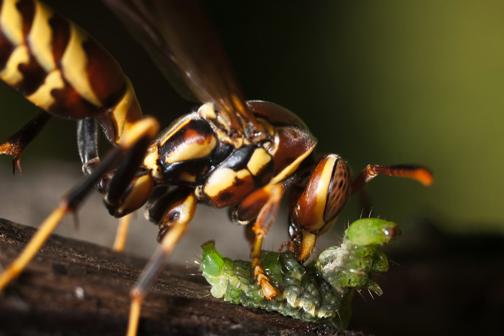 A paper wasp devouring a caterpillar. Notice, the flash was held at a very oblique angle. Too oblique... the photographer may have been a little distracted by fear.