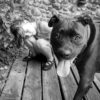 Beginner Photography: Animal Interactions OLYMPUS DIGITAL CAMERA