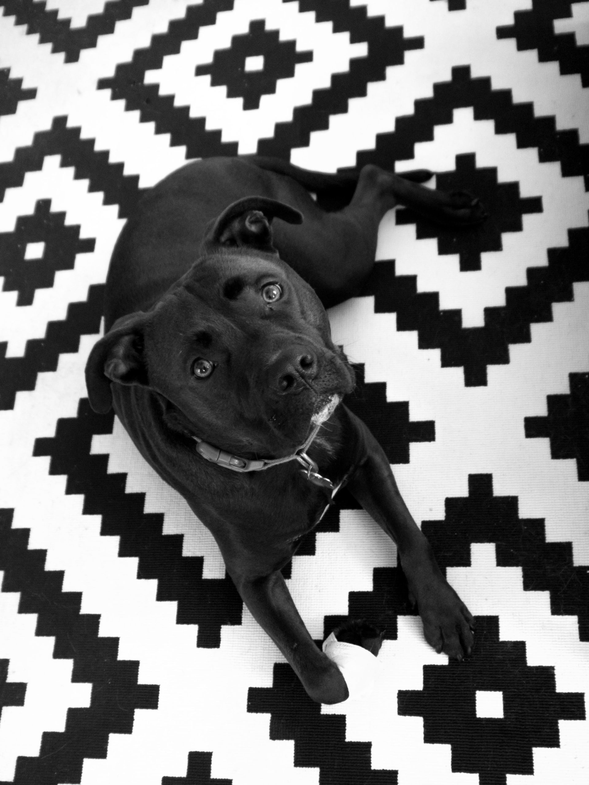 high contrast black and white photography dogs